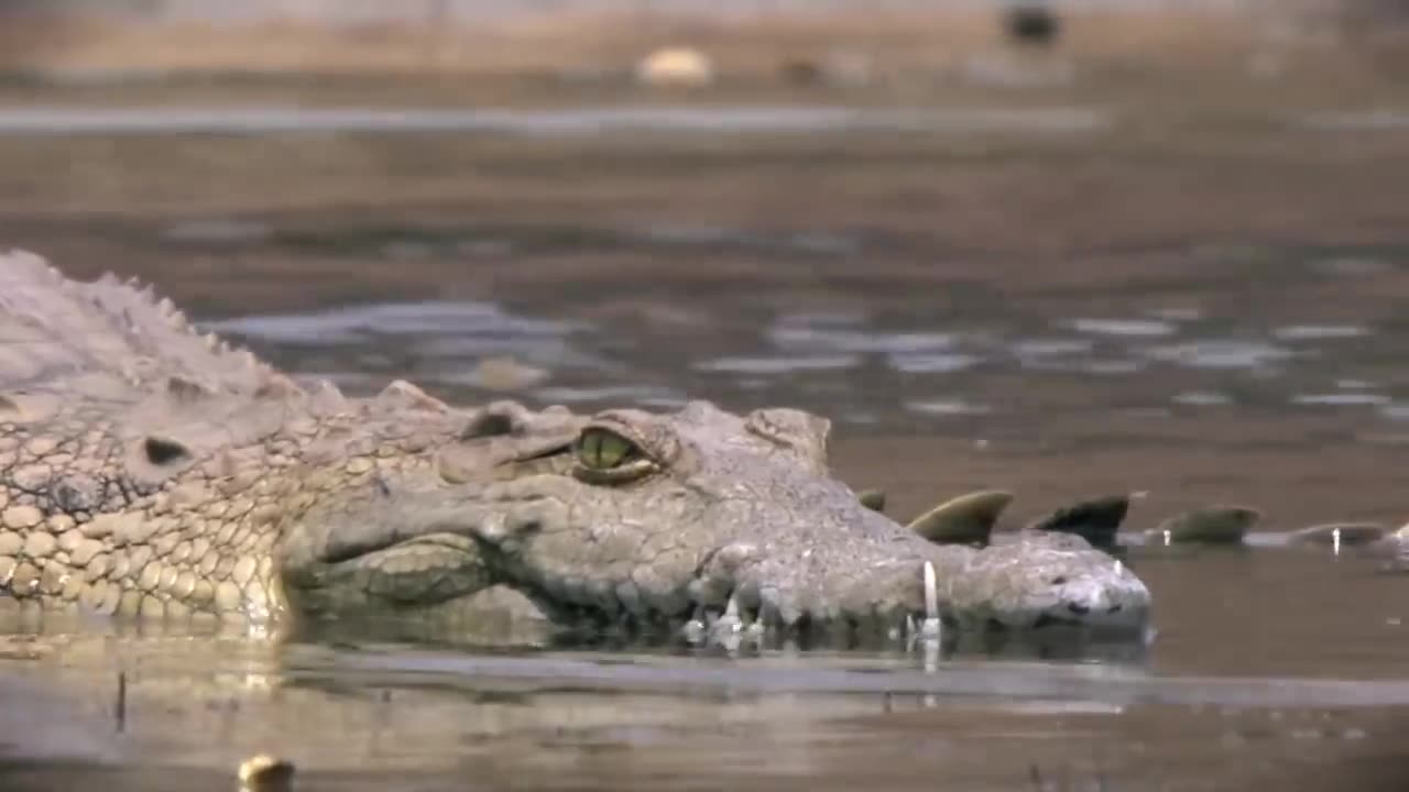 HCNN - The HORRIFYING Last Minutes Of Fisherman Bill Scott CROC RIPPED HIM FROM HIS BOAT.