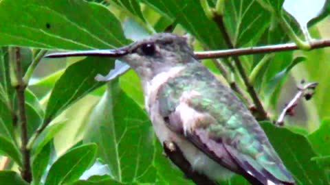 Hummingbird