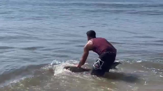 🦈Releasing a shark back to the ocean🦈 #fishing #fish #florida #longisland #shark #newyork #beach