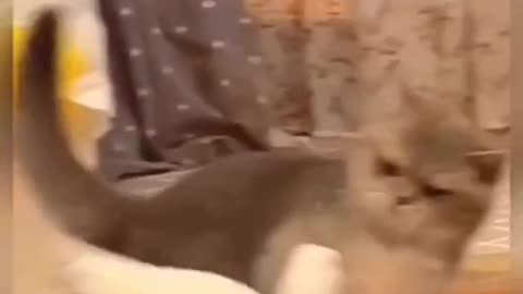 Cute and funny cat video.