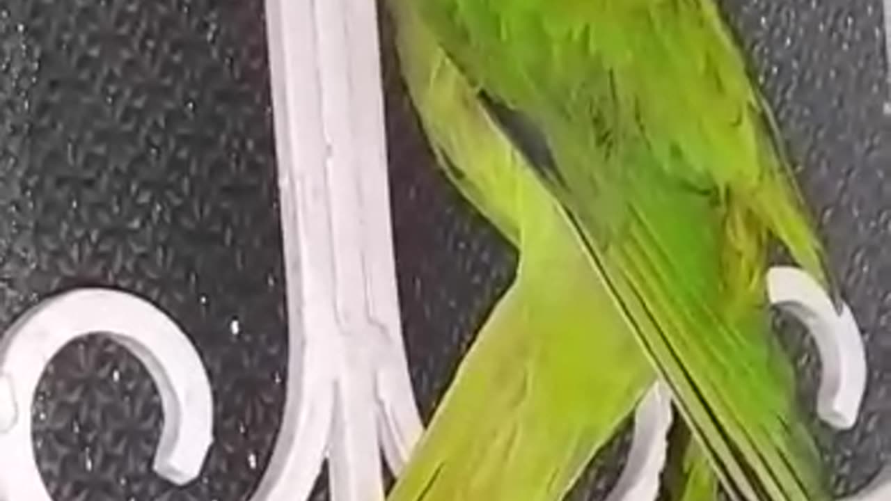 Parrot Attacked my son