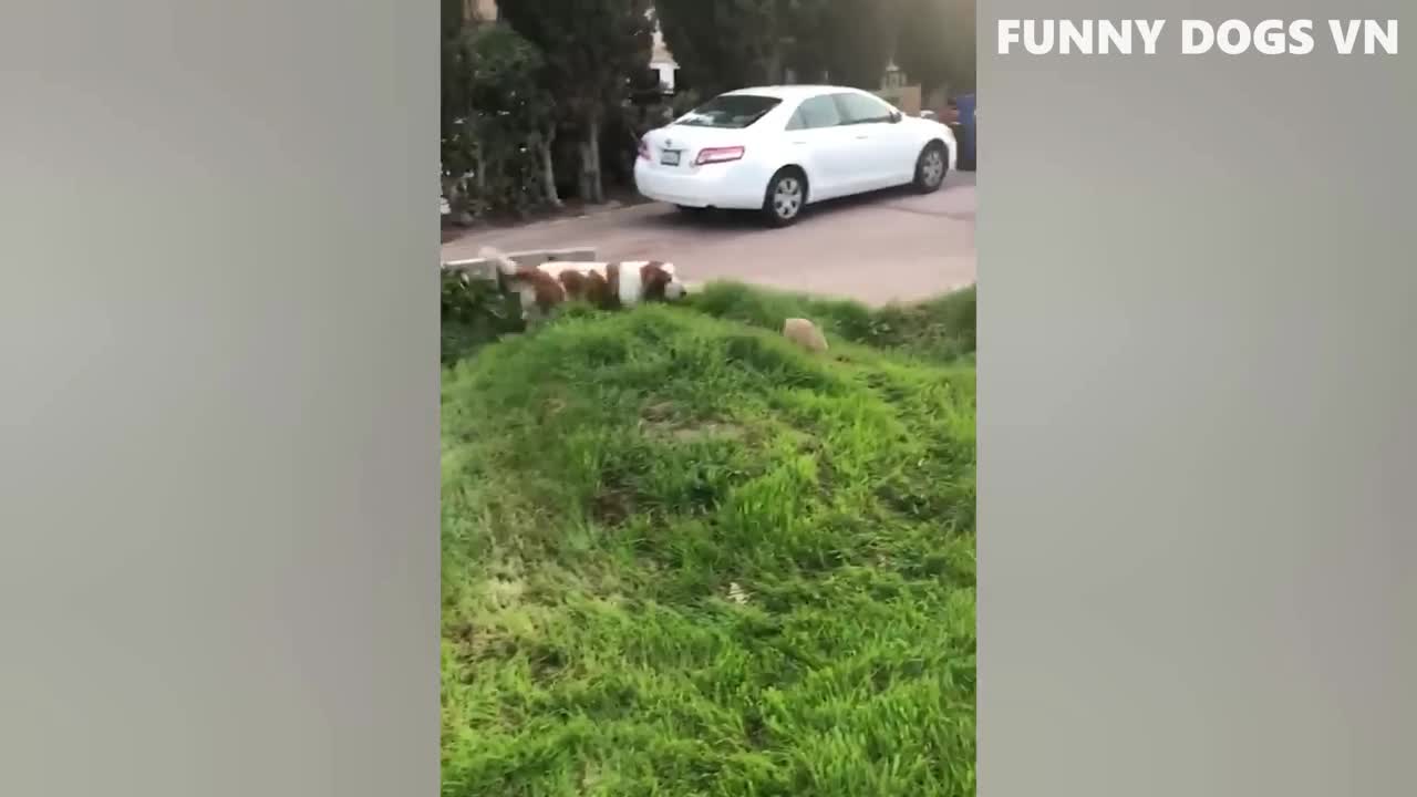 Funny cats and dogs