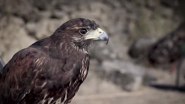 Close-up Footage Of A Hawk In Captivity