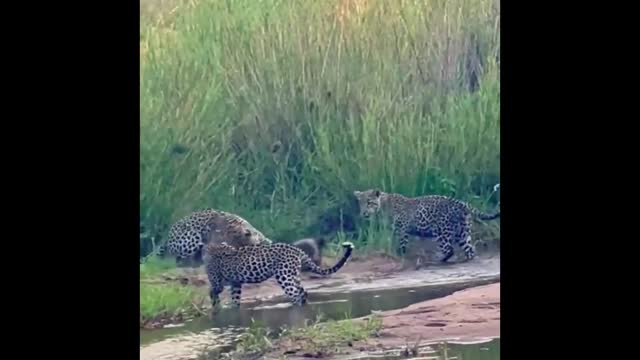 Honey Badger vs 3 Leopards - Who do you think won the battle?