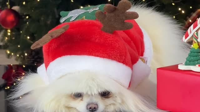 Cute puppy dog in Christmas dress