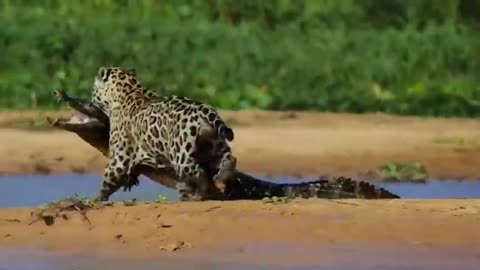 Crocodile's Cousins Are Like Lizards For This Jaguar