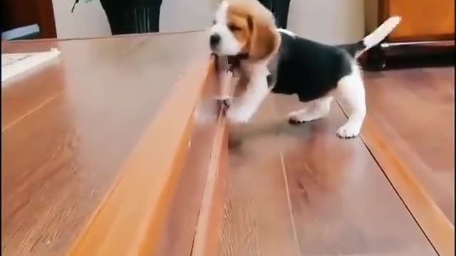 Funny Baby Dog upstairs Dog Lover