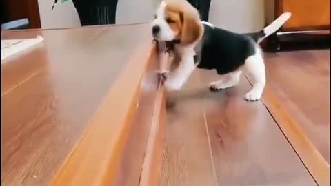 Funny Baby Dog upstairs Dog Lover