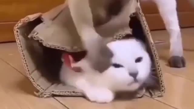 kitten trying to hide each other.