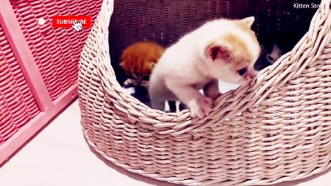 Kitten Willie beats his sister Coco and tries to get out of the basket meowing loudly