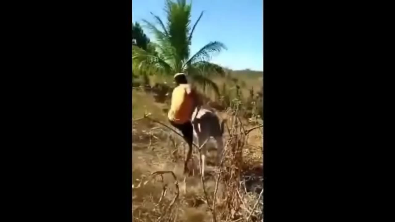 Do not fight or force your Donkey to work.