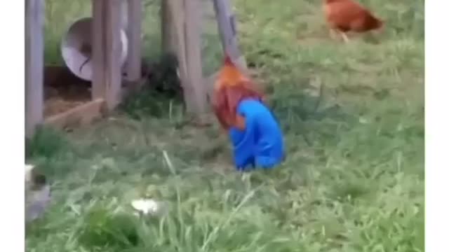 Hilarious Rooster Try Not To Laugh 😂 😂