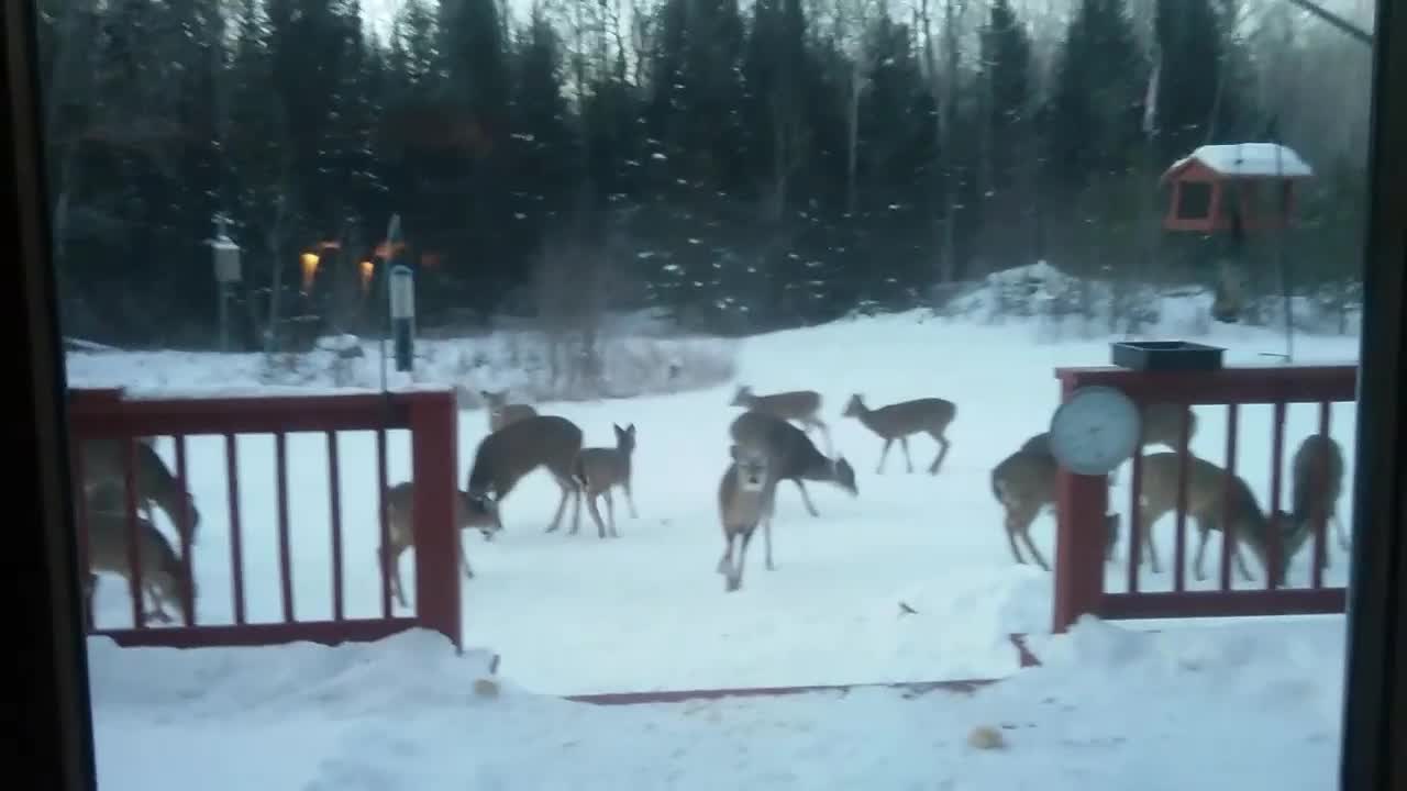 More Deer Than I Can Count