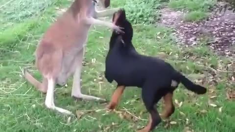 The kangaroo seems impressed by the dog 😂