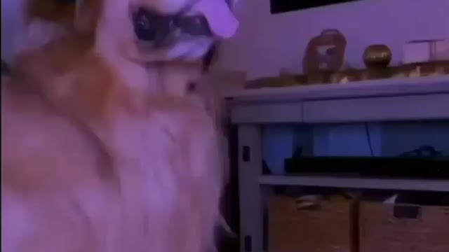 Dj doggy. Cute video must watch 🤩