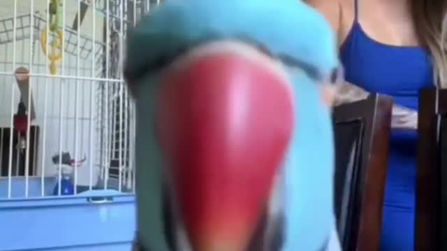 parrot who likes to shoot video