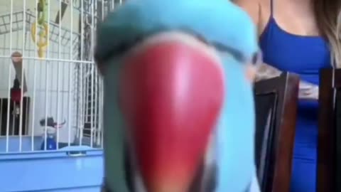 parrot who likes to shoot video