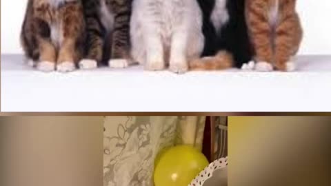 Cats video