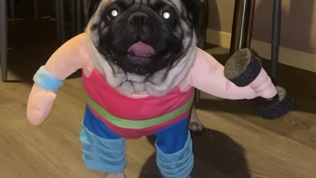 Weightlifting Pug Costume