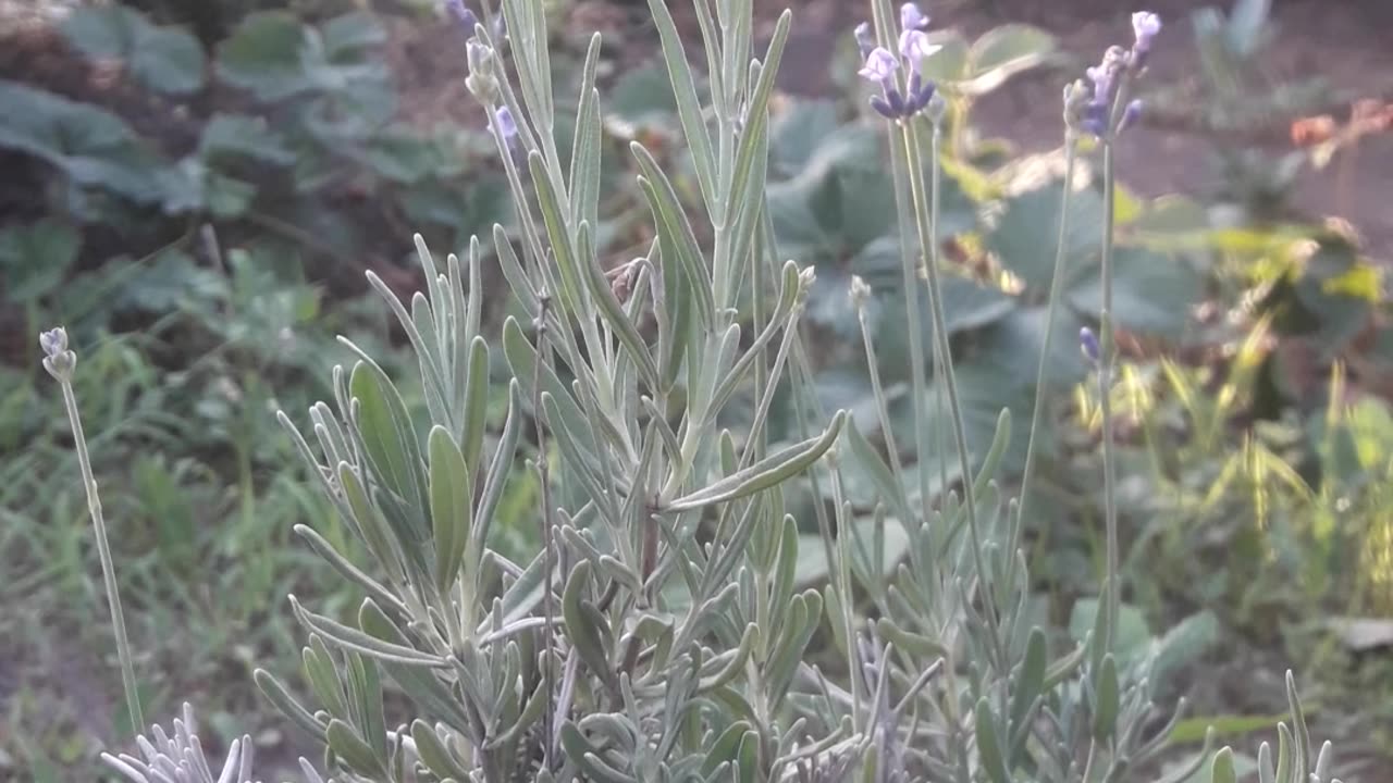 Lavender blooms