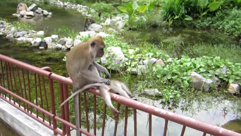 Funny Monkeys MacRitchie Reservoir Park Singapore