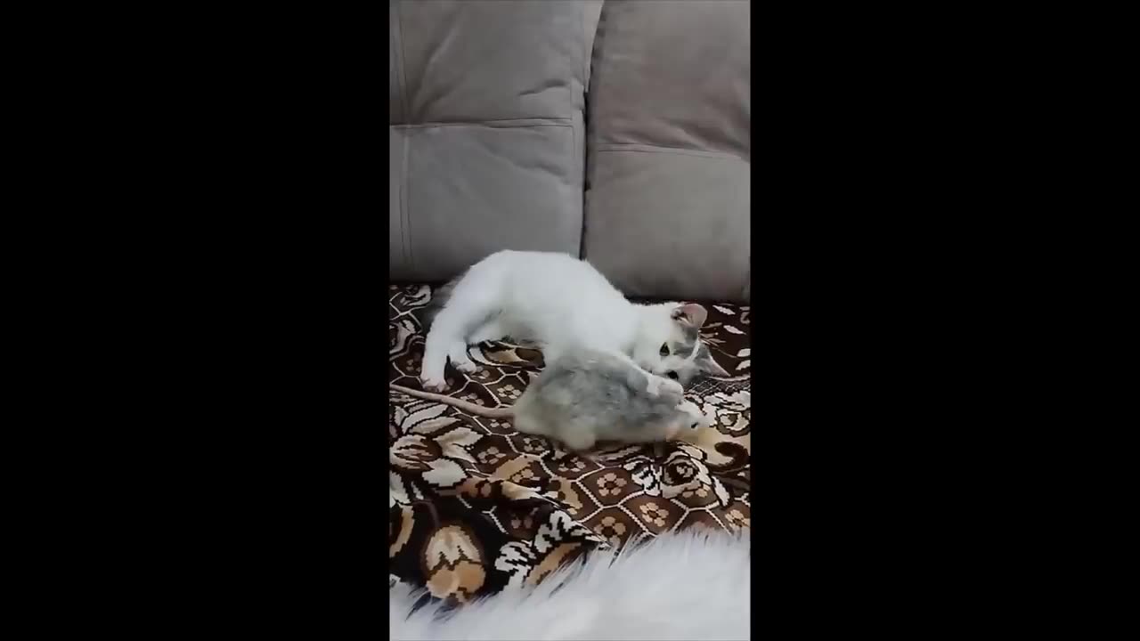 Funniest Animals๐ง๐- ๐๐ Best Of The Funny Animals #shorts #animals #funnyvideo #viral