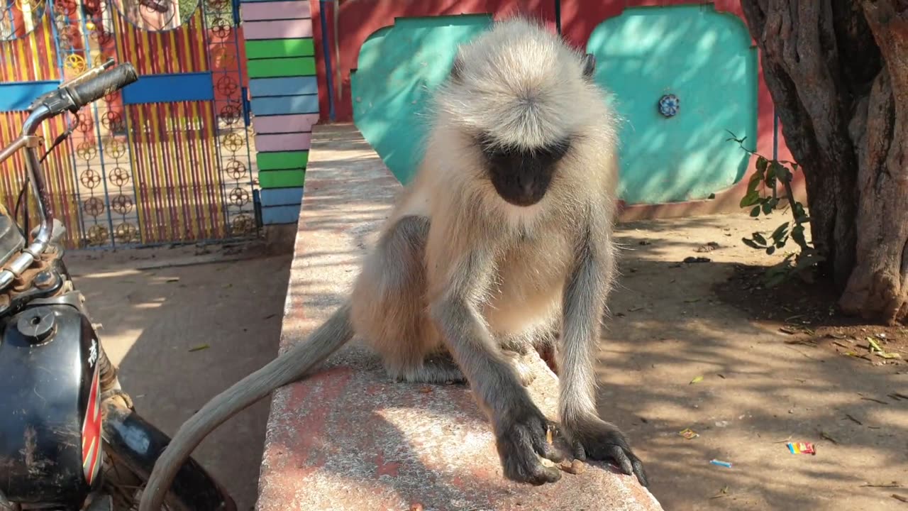 Cute Animal | Adorable Monkey Eating Nuts