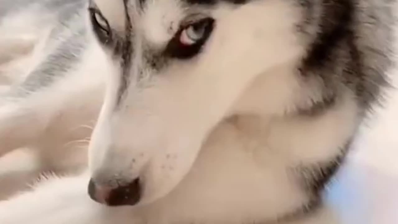 Best Funny Animal Videos Of The 2023 🤣