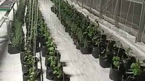 Greenhouse