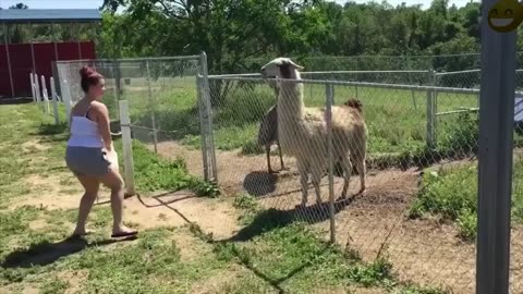 Top 30 - Spitting Llamas