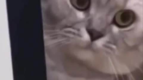 Cute and funny cat video.