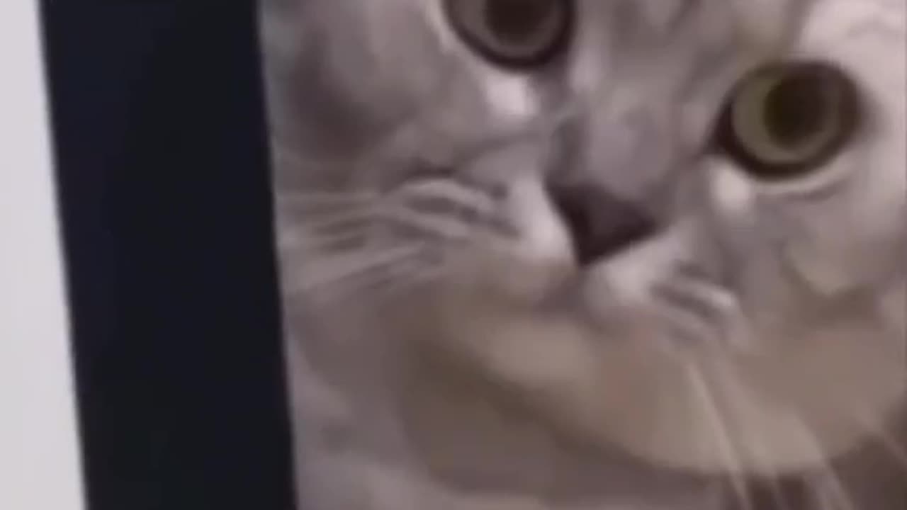 Cute and funny cat video.
