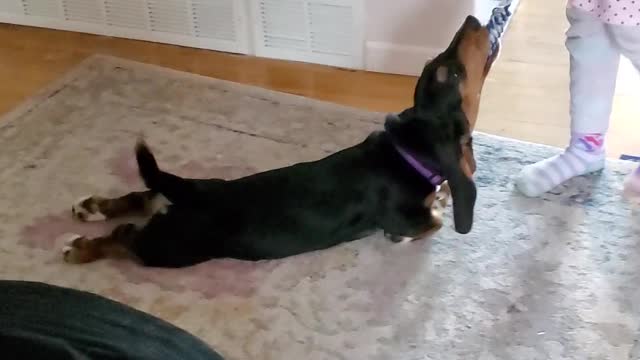 Corn the Basset Hound Loves Being Pulled Around During Tug of War