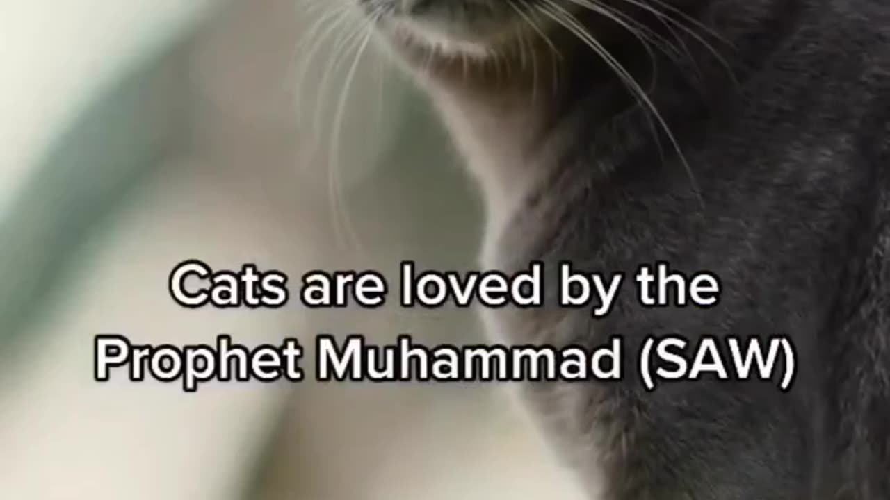 Benefits of having cats in Islam