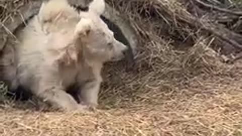 Chada the rescue bear wakes up after a long nap