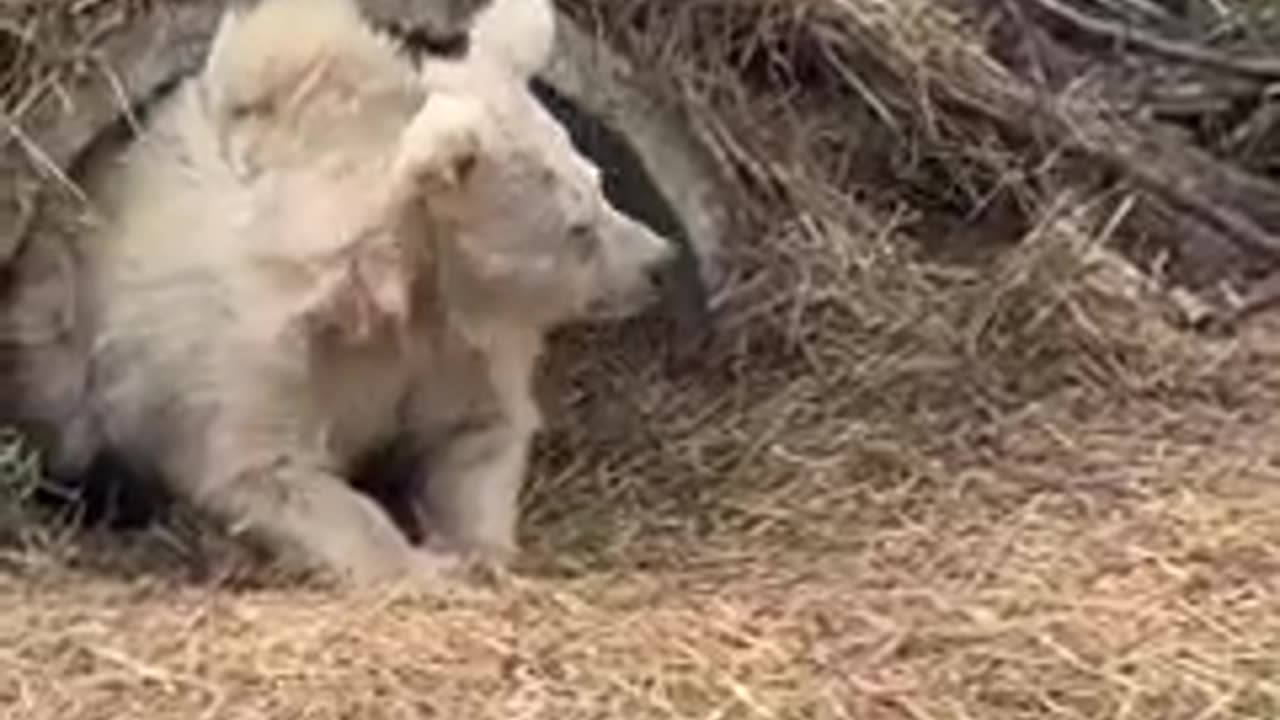 Chada the rescue bear wakes up after a long nap