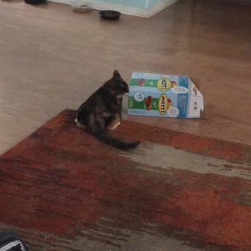 Tiqua and the Mott's