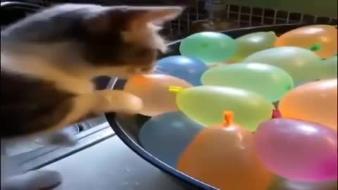 funny cat videos