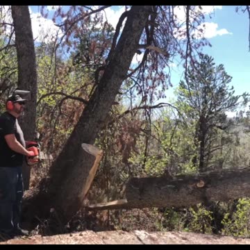 Harvesting Bark Beetle-Killed Tree: Turning Tragedy into Triumph