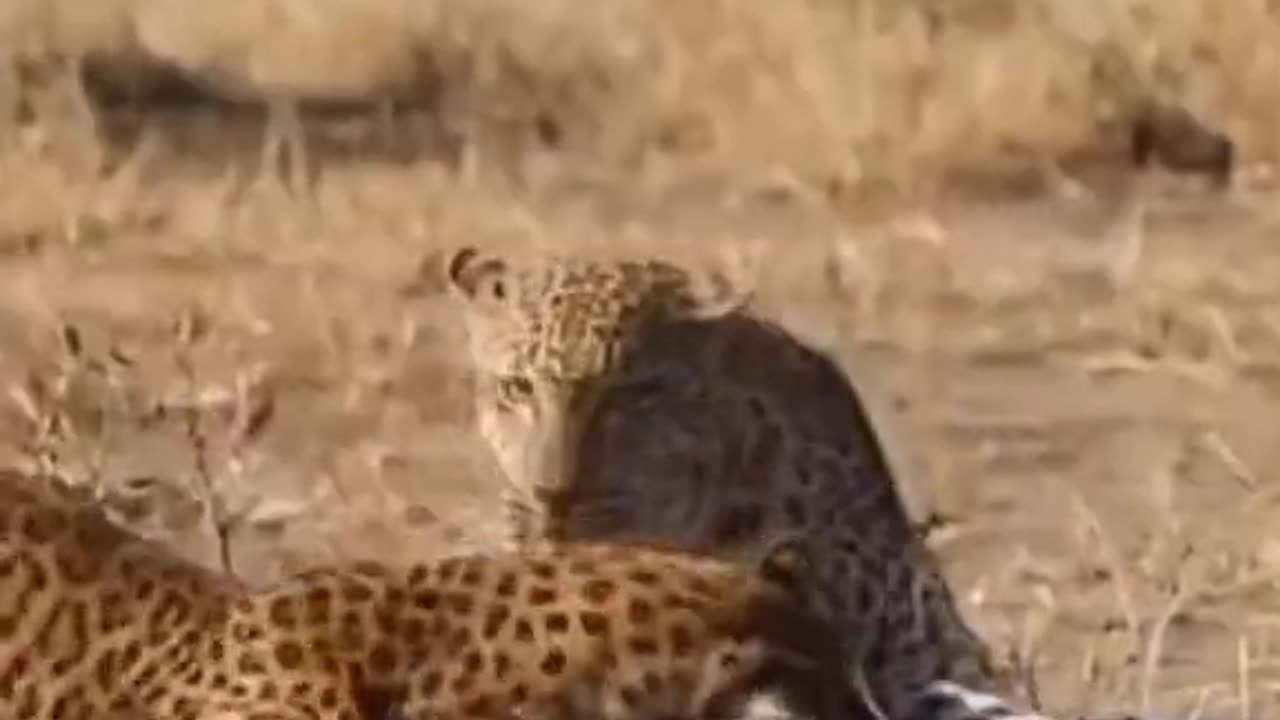 Leopard Attack on the animals 😯