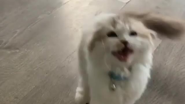 Ralphie’s learning how to be a good boy following after Hurley