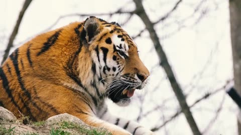 What's happened to tiger Fighting for other animal