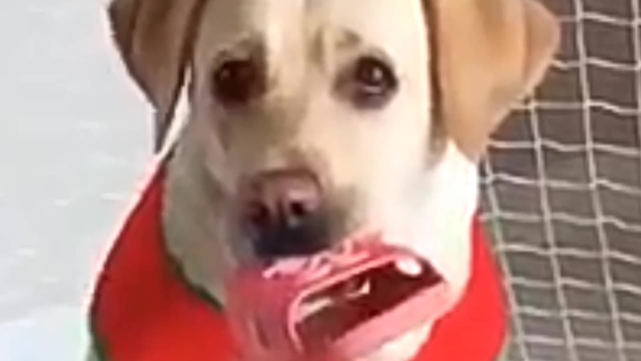 Viral dog funny scence