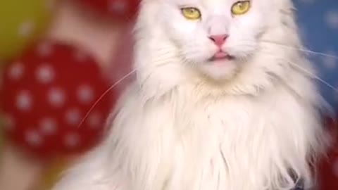 Cat video