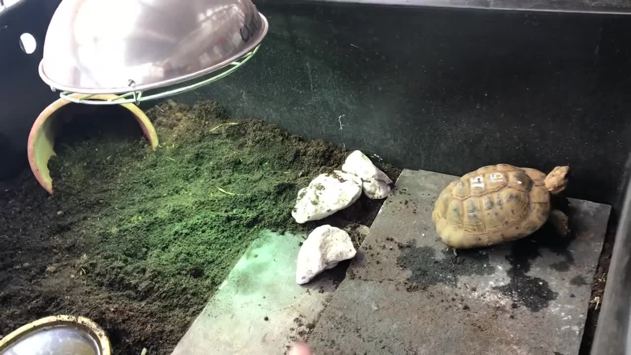 Indoor tortoise care for Mediterranean - pet setup enclosure tips - natural modern keeping methods11