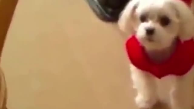 Funniest Dog Video #Shorts - Cute and Funny Dog Video |Funny Animal Video Compilation|