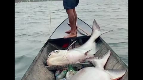 So beautiful Fishing video