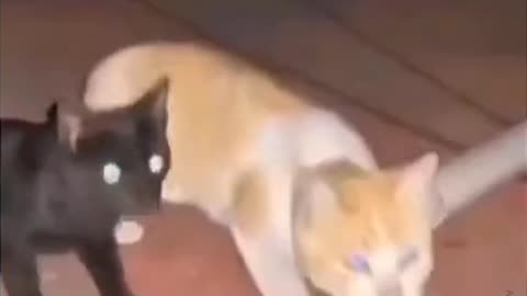 Cats videos funny videos