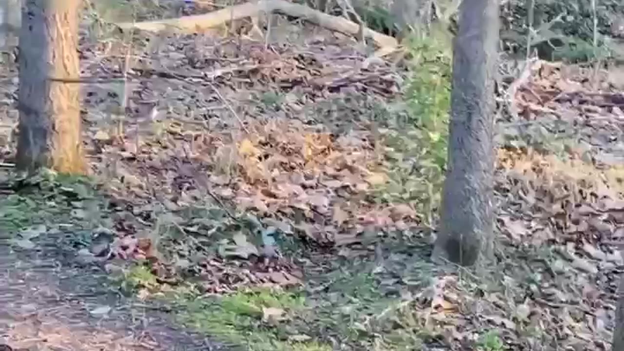 Exotic bright blue bird. Looks like something from another world. Bird Sanctuary in Asheville, NC