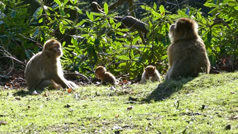 How monkey life family